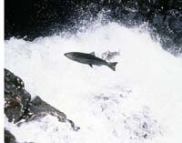 Salmon returning up stream to spawn at Willow Creek, Ore.